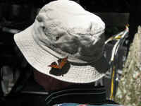 butterfly070.jpg (103207 bytes)